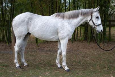 Drexel Thoroughbred, Gelding, Born 2009, Grey   Begin Again Program Horse Pending Adoption