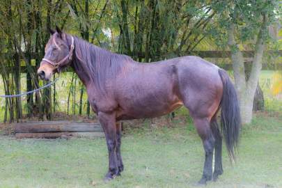 Emma Quarter Horse, Mare, Born 2008