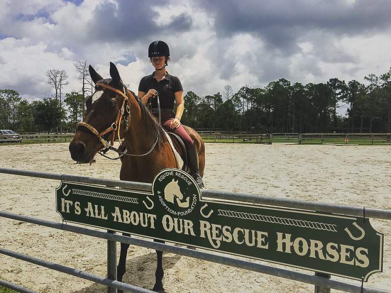 AdoptAHorseBanner