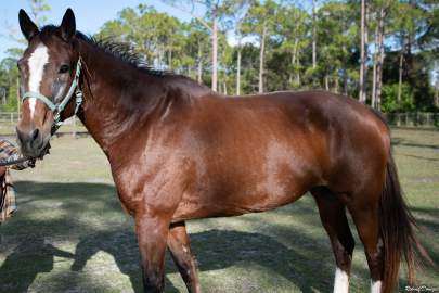 BG Warmblood Mare Born 2006