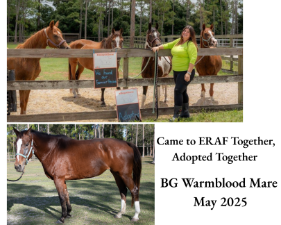 BG Warmblood Mare Adopted May 2025