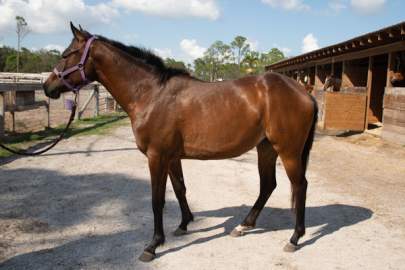 BabyFancy (Now Mercy) Thoroughbred Cross Mare, Born 2017, 14hh