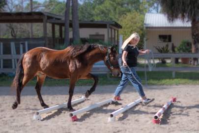 Beau Wild Mustang Gelding Born 2015 TRAINING
