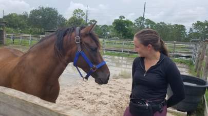 Ben Paso Fino Gelding Born 2011 TRAINING