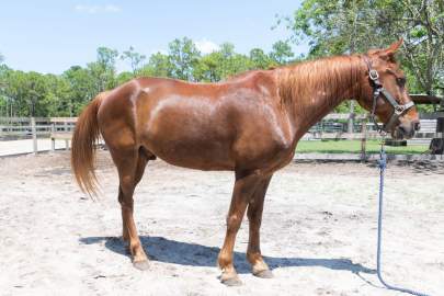 Blake Tennesee Walker, Gelding, Born 2005