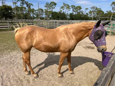 Blondie American Quarter Horse Palomino Mare Born 2006 REHAB