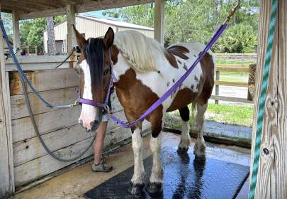 Cally Spotted Draft Mare Born 1999 Evaluation Program Horse