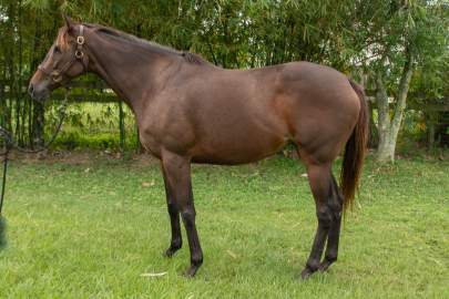 Calypso(Strategically) OTTB, Mare, Born 2014, Begin Again Program Horse