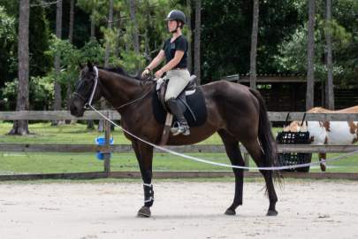 Lumumba (Congo) OTTB Gelding, Born 2014