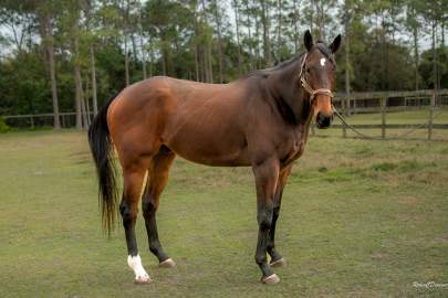 Diamond Cool OTTB Thoroughbred Gelding Born 2020 REHAB
