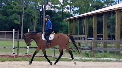DiamondCool Trot