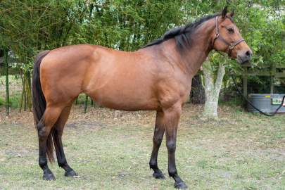 Ellie Appendix, Mare, Born 2015, 16HH Companion Horse