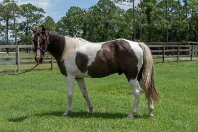 Elvis Tennessee Walker Gelding Adopted March 2022