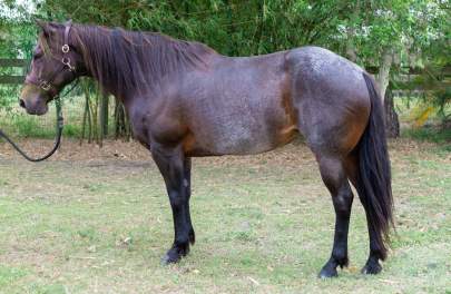 Emma Quarter Horse Mare Born 2008 PROJECT HORSE