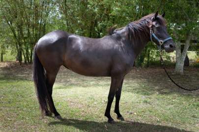 Eve Florida Cracker Mare Born 2014 13.2 HH  PROJECT HORSE