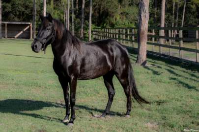 Eve Florida Cracker Mare Born 2014 Project Horse