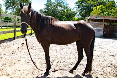 Eve Florida Cracker Horse, Mare Born 2016