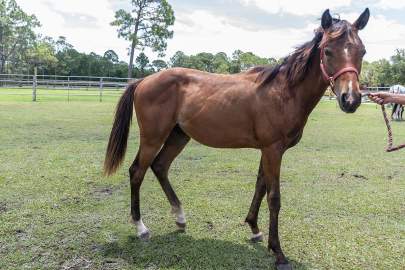 Felix Thoroughbred/ Quarter Horse, Colt, Born 2018