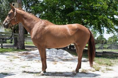 Ginny Quarter Horse, Mare, Born 1996