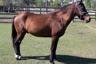 Gladiator Paso Fino, Gelding, Born 2010, 13.3hh