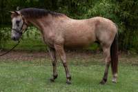 Grace Mustang Adopted January 2022