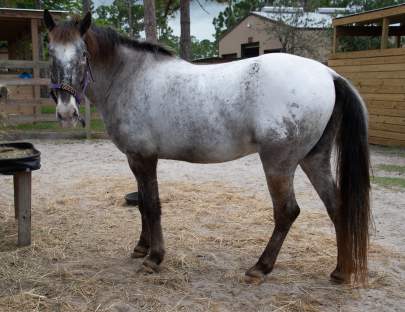 Gucci Appaloosa, Born 2008,Blind