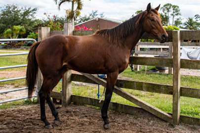 Hallie Thoroughbred Mare Born 2018