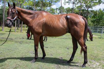 Hank Thoroughbred Gelding, Born 2010, 17 HH