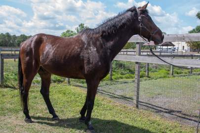 Hans Standardbred Gelding Born 2002