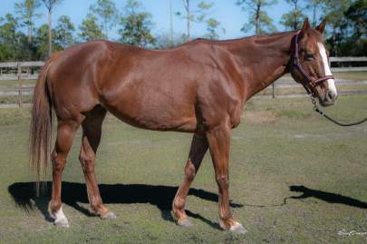 Harper OTTB Thoroughbred Mare Born 2011 NEEDS COOL CLIMATE