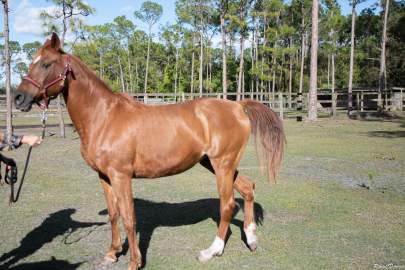 Honey Bee Arabian Mare Born 2002