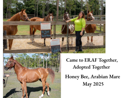 Honey Bee Arabian Mare Adopted May 2025