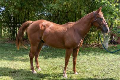 Hoot Quarter Horse, Gelding, Born 1997 COMPANION