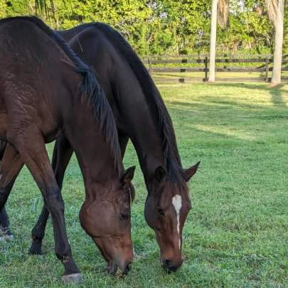 LIttle Paul Thoroughbred Gelding Adopted November 2023