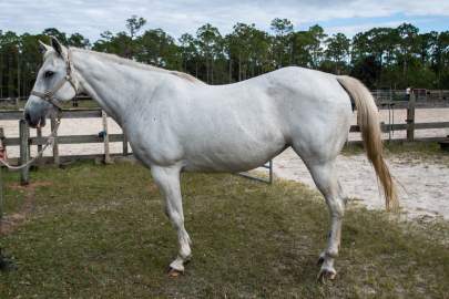 Lady Quarter Horse Mare Born 2002