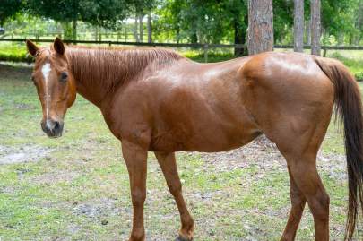 Leah Quarter Horse Mare 14.2hh Born 2001