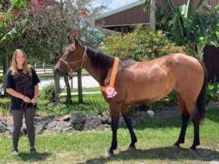 Lucy Quarter Horse Mare Adopted May 2022
