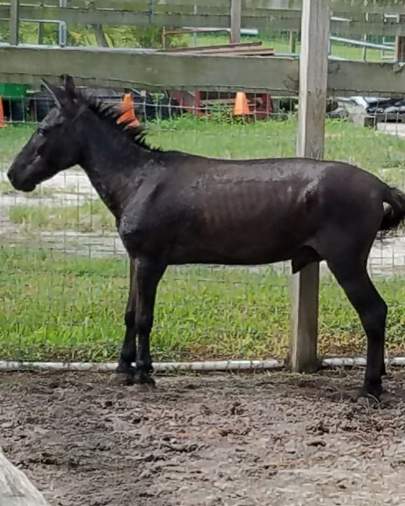Marco (Now Otis) Mini Mule, Gelding, Born 2000 Companion Horse