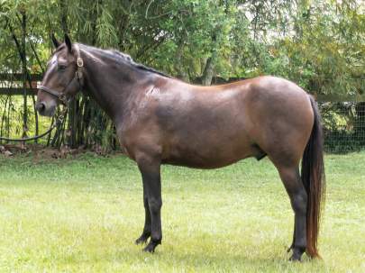 Maverick Mustang Gelding, Born 2015 PROJECT HORSE