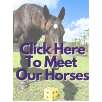 Meet Our Horses