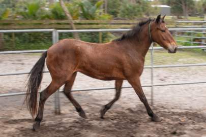 Rescued Wild Mustang Beau Arrives at ERAF January 20, 2022