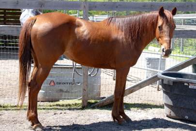 Nalla Quarter Horse, Born 2012 15.2
