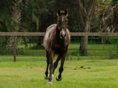 Nick Thoroughbred, Gelding, Born 2001 Adopted Oct 2021