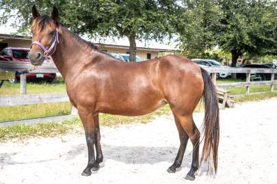 Nina Paso Fino, Mare, Born 2014, 13hh