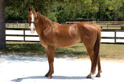 Prince Arabian/QH Cross Gelding Born 2019  TRAINING