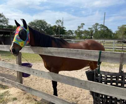 Princess American Quarter Horse Mare Born 2006 EVALUATION