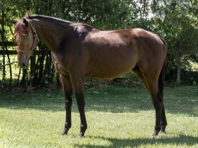 Ranger Thoroughbred Gelding Born 2015 COMPANION