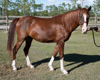 RedSocks Arabian Mare Born 2010