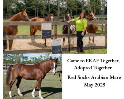 RedSocks Arabian Mare Adopted May 2025