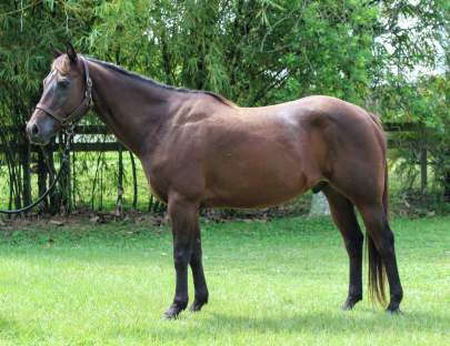 Remy Quarter Horse, Gelding, Born 2006, Bay Companion